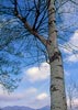 White Poplar (Pioppo bianco)