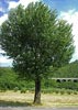 Black Poplar (Pioppo nero)