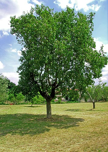 Italic Maple (Acero campestre)