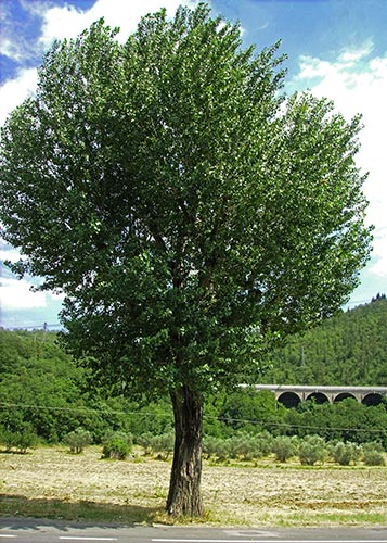 Black Poplar (Pioppo nero)