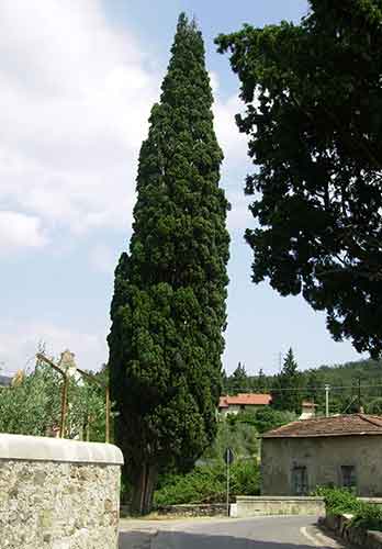 Cypress (Cipresso)